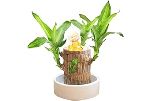 Goniome Mini Brazil Lucky Wood,Hydroponic Potted Plant Stump Mini Plant,IndoorOffice Desktop Plant to Purify Indoor Air (Brazilian Wood+monk1)