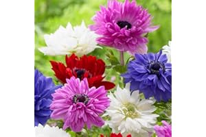 HUMPHREYS GARDEN Anemone St Brigid Flower Bulbs/Corms. Pretty Mixed Flowers. Size 5/6 (20)