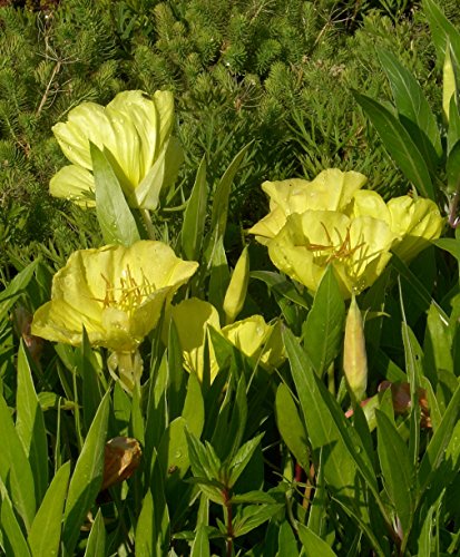 Oenothera missouriensis – Nachtkerze, 3 Pflanzen - 4