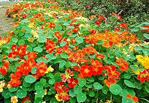 Creative Farmer Flower Seeds : Nasturtium Jewel Of Africa Flower Seeds Easy To Grow Pot Garden Garden [Home Garden Seeds Eco Packet] Plant Seeds
