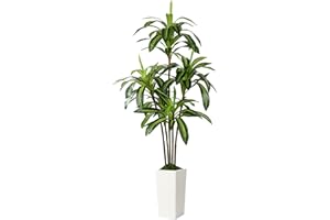 Alupssuc 6FT Artificial Dracaena Tree with White Tall Pot, Lifelike 5 Trunks Faux Artificial Plants Indoor, Large Fake Tree for Office Home Living Room Porch Patio Floor Decoration