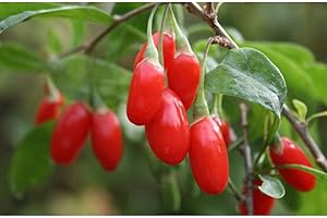 MONDOPIANTE Pianta Goji Vaso 18cm