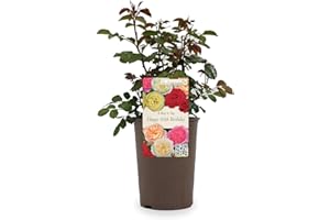 GREENBROKERS Beautiful Peach Orange Gift Rose - " To Say Happy 60th Birthday" - Gift Wrap Included | Modern Garden Hybrid Bush Rose - 3L Potted Floral Flowers
