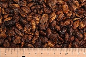 Futtertiere getrocknet (Grundpreis 2,55 Euro/L) - 10 Liter Premium Seidenraupen - Koi - Koifutter