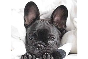 Dipema Diamant Painting Bilder,Französische Bulldogge,5d Diamant Painting Voll Set für Erwachsene und Kinder,DIY Diamant Arts Craft für Home Wand-Decor-40cmx50cm