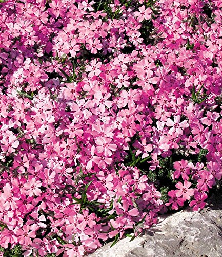 BALDUR-Garten Phlox-Mix „Flowers of the Sea“,4 Pflanzen - 4