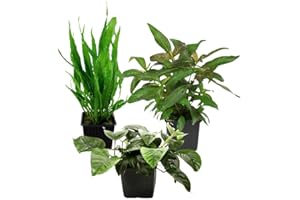 AquaOne Plantas de acuario I 3 x plantas madre XL I Planta materna para acuarios I Anubias barteri Microsorum pteropus Hygrophila corymbosa I Set de 3 plantas acuáticas