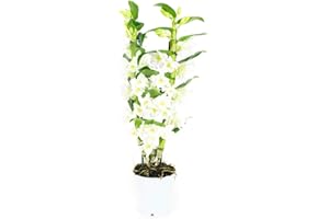Orchidée de Botanicly – Bambou Orchidée – Hauteur: 60 cm, 2 pousses, fleurs blanches – Dendrobium Nobile Apollon