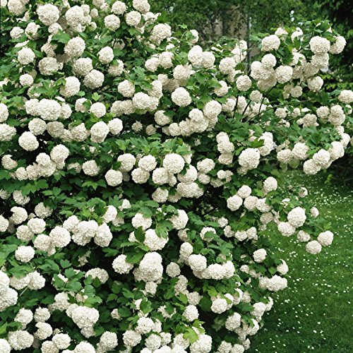 Gefüllter Schneeball weiß blühend, 1 Strauch - 2