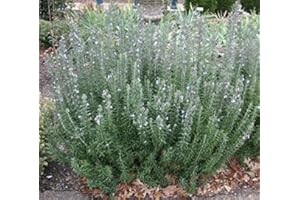 COUNTRY CLIMBERS & GARDEN FAVOURITES Rosmarinus Rosemary officinalis 9cm Pot Culinary herb Plant Perennial Summer Flowers Loved by Bees Evergreen