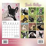 Image de French Bulldogs Calendrier 2017