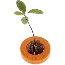 Vase De Culture Pour Graines D'Avocat En Verre - Déco Maison Et Jardinage