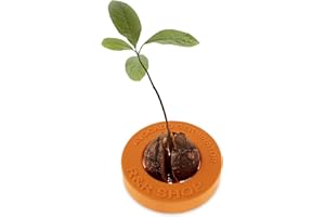 R&R SHOP Avocado Germinator - Pot Flottant pour la Germination de l'avocat, kit de Croissance des graines, Plastique de maïs 100% (Orange)