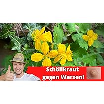 zamia zimmerpflanze Zamioculcas Zamiifolia Zanzibar Glücksfeder Zimmerpflanze – Blumen-Senf® main image 1