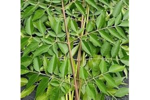 SEELANS SUPERSTORE Fresh Organic Neem Leaves|Approx 10G Jumbo | Nim Leaf For Medical | Use Acne & Skin Care| Indian Origin|Next Day Shipping By Seelans