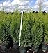 Produktbild Portal Cool 60-80cm 2 Liter: Thuja Smaragd Baum des Lebens, Topf Grown Qualität