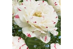 SCHONE PRODUCTS (UK) 5 x Tulipa Double Late Danceline - Stunning Creamy Double Peony Like Flowers with Striped Pink Red Marking – Spring Flowering Bulbs - Perfect Jewel in Your Garden -for Your Beautiful Garden