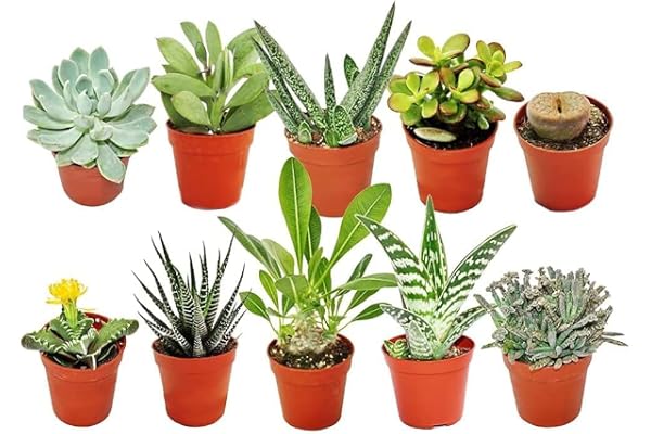 MELANGE DE 10 SUCCULENTES PLANTES