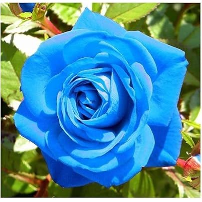 Light blue rose live plant Pack of 1 Healthy plant : Amazon.in