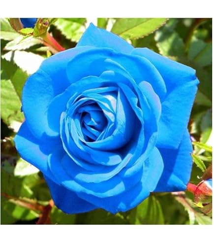 Blue colour rose plant pack of 1 : Amazon.in: Garden & Outdoors