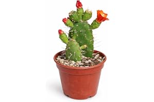 Opuntia quitensis blommande öronkaktus sällsynt 6,5 cm kruka 15 cm hög