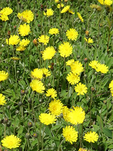 Sedum – Kräuter – Pflanzenpaket Steinrosenflur für 5 m² Dachbegrünung, Steingarten, etc. - 7