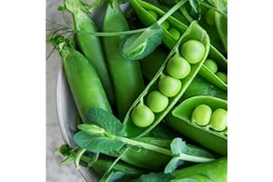 THE SEED SHED Pea Meteor Seeds – Early Maturing – Sweet & Tender Pods – Fresh Tasty Beans – for Your Kitchen Garden