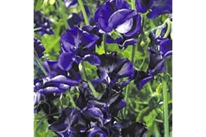 HAPPY GREEN SHOP Sweet Pea Mammoth Navy Blue 25 Seeds + Freebie + Plant tag Lathyrus odoratus