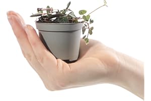 GARDENERSDREAM Baby Sweetheart Vine String of Hearts - Ceropegia Woodii Small Evergreen Houseplant | Air Purifying Indoor Plant for Home, Office, Kitchen, Bathroom | Grow Your Own Baby Plants