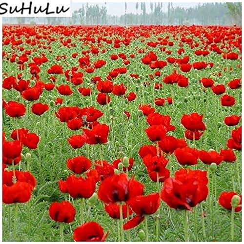 Amazon.co.uk poppy plants for sale