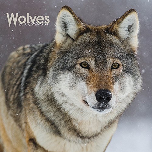Download WOLVES WOLF 2016 UK SQUARE WALL CALENDAR BRAND NEW AND FACTORY SEALED Download WOLVES WOLF 2016 UK SQUARE WALL CALENDAR BRAND NEW AND FACTORY SEALED