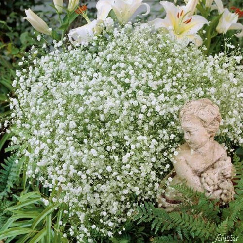 Schleierkraut (Gypsophyla paniculata) - 1 Pflanze