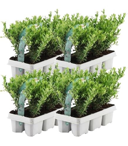 heckenpflanzen thuja Jetzt Lebensbaum 'Smaragd' online kaufen bei Bohlken Pflanzenversand –  Bohlken Pflanzenversand GbR main image 0