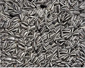 KOO Retails Sunflower Seed Bird Food 500g