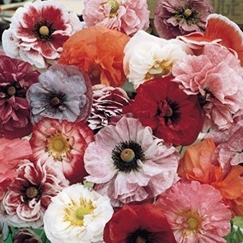 Mohn, Klatschmohn "Angels Choir" 100 Samen - Erstaunlich Doppel- und Einzelblumenmischung