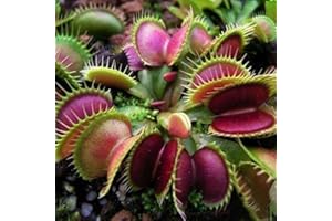Haloppe 60/120 Stücke Dionaea Muscipula Pflanzen Samen für Hausgarten Pflanzen, Dionaea Muscipula Samen Fliegenfalle Fleischfressende Pflanze Bonsai Dekoration 60 Stk
