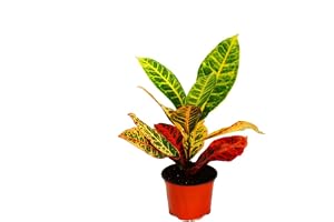 Exotenherz – kroton – Codiaeum "Petra" – 1 växt – lättskött – luftrenande – 12 cm kruka