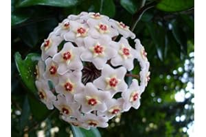 PERAGA GARDEN 1 PIANTA DI HOYA CARNOSA COMPACTA FIORE DI CERA VASO 10CM