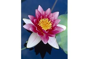 Nymphaea 'Attraction' – Nénuphar – Rustique – Zone 4 – ⌀11 cm - 25-35 cm