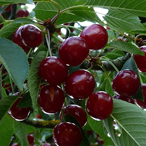 Cerisier à grappes, Prunus padus : culture, entretien