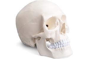 bcenyaz Adult Skull Anatomical Model - Life Size Human Skull Model 3 Parts Lab Skull Model with Removable Skull Cap-Articulated Mandible and Full Set of Teeth