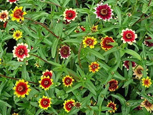 Shelled Warriors Zinnia, Carpet 30 seeds - Grow and feed your tortoise