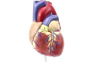 FXQ Modelo anatómico del corazón: Modelo anatómico del corazón Humano de tamaño Natural: 2 Partes Desmontables Modelo anatómico del corazón de la anatomía: para Ayuda médica y educativa