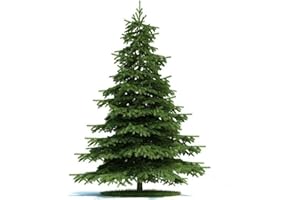 FLOWER FIELD STORY 30 Pezzi Di Semi Di Abete Rosso Per Piantare Albero Ornamentale Sempreverde Resistente Perenne Per Giardino Di Casa Decorazione Di Giardinaggio Squisita