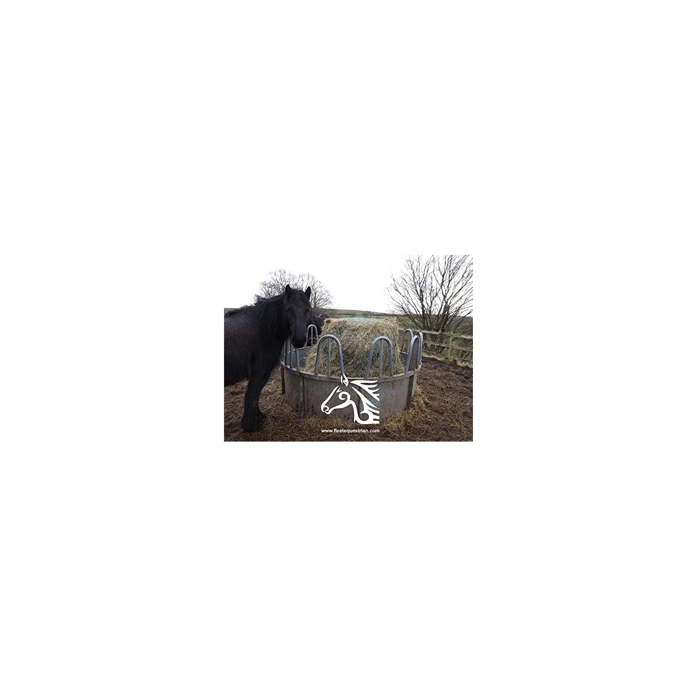 Horse ‘n’ Pony