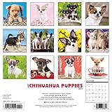 Image de Just Chihuahua Puppies 2017 Calendar