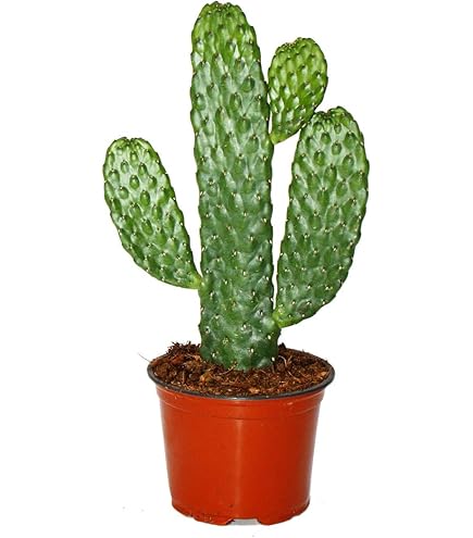 Epiphyllum anguliger - Krokodilschwanz-Kaktus, 9cm : Amazon.de: Garten