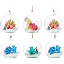 Runde Glas-Pflanzvase Zum Aufhängen – Transparente Terrarienkugel Für Luftpflanzen & Sukkulenten, Mit Eisenhalter