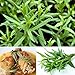 Produktbild Inovey 10Pcs Estragon Seed Artemisia Dracunculus Samen