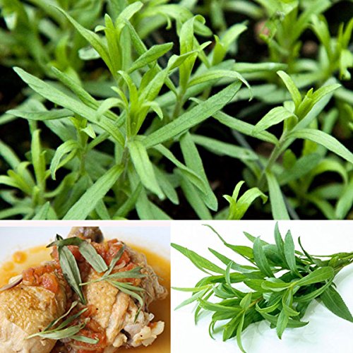 Preisvergleich Produktbild Inovey 10Pcs Estragon Seed Artemisia Dracunculus Samen